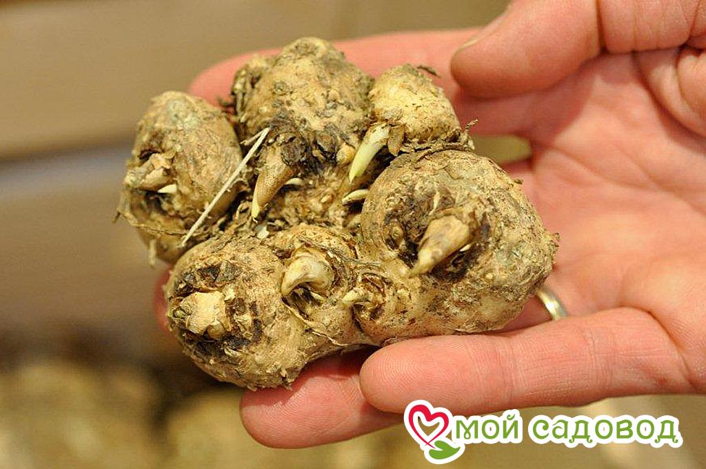 Калла Кристалл