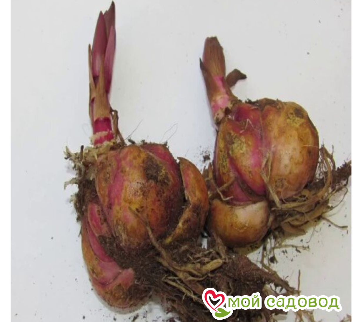 Лилия Лунное Сияние